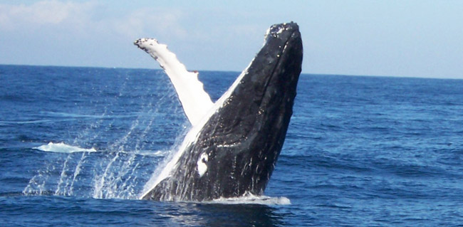 whale watching tours